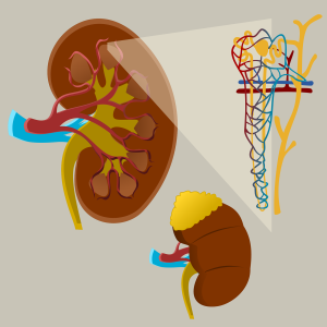 kidney, organ, anatomy-5919647.jpg